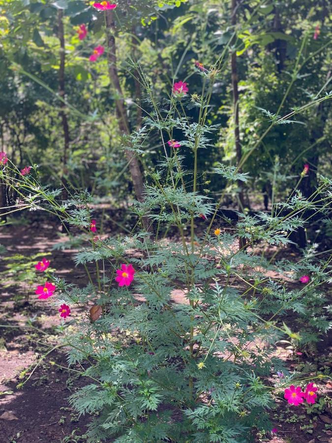 Finca Avellanas Lorena Dış mekan fotoğraf