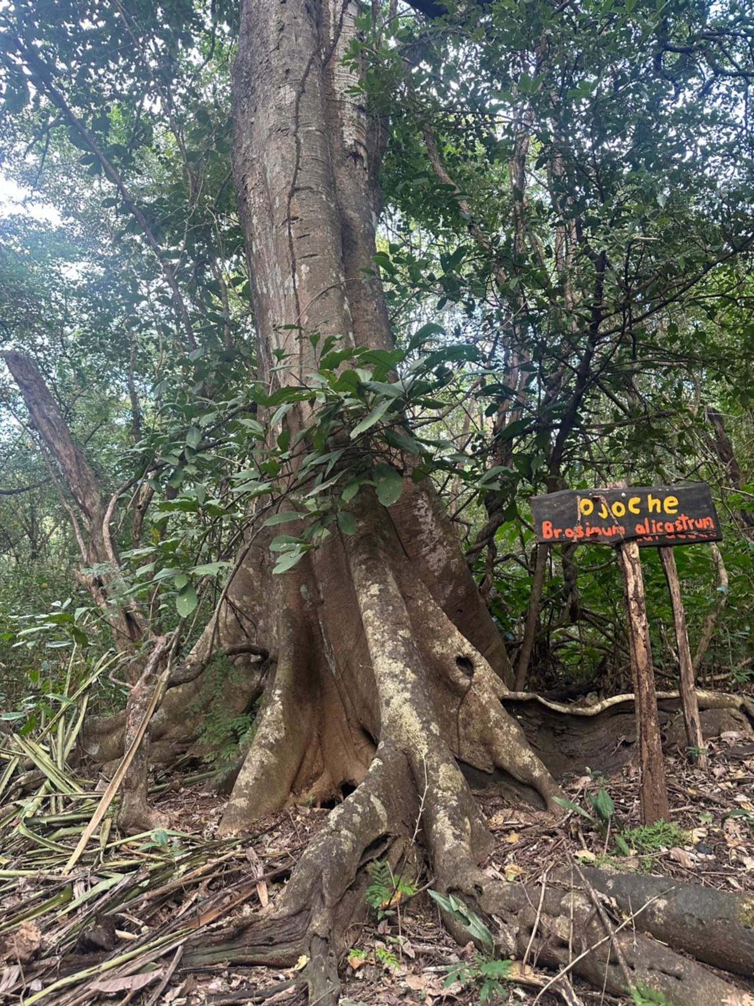 Finca Avellanas Lorena Dış mekan fotoğraf